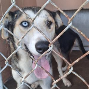 A dog with blue eyes and a black and white coat is behind a chain-link fence, sticking its tongue out.