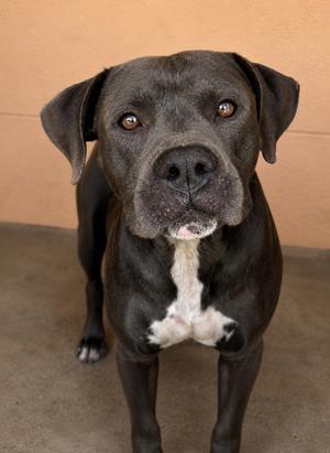 Axel, Pit Bull Terrier, adult, available for adoption