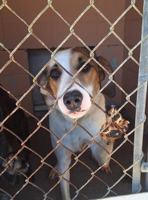 Bayou, Retriever/Crossbreed, adult, available for adoption