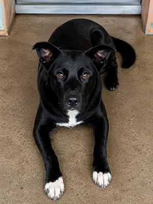 Badger, Labrador Retriever, young, available for adoption