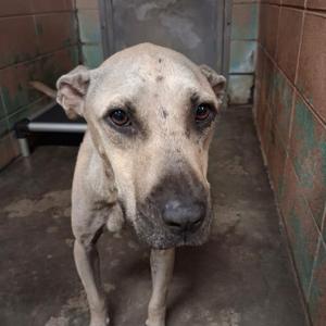 A light-colored dog with a black nose and dark eyes standing in a tiled enclosure.
