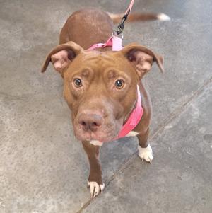 A brown pitbull dog wearing a pink collar and leash, looking up at the camera.