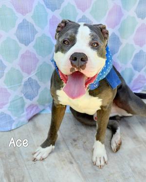 Ace, Pit Bull Terrier, adult, available for adoption