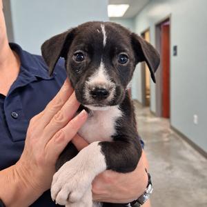 Buddy, Labrador Retriever, puppy, available for adoption