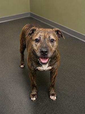 A happy brindle-colored dog standing in a plain room with green walls and a grey floor.