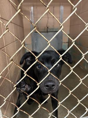 Carly, Shepherd, young, available for adoption