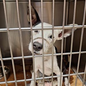 Bam Bam, Terrier/Cattle Dog, young, available for adoption