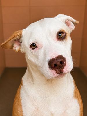 Addie, Cattle Dog/Pit Bull Terrier, young, available for adoption