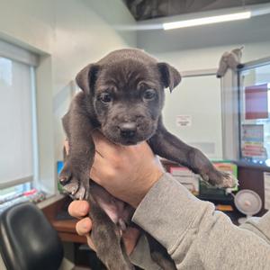 Bellatrix, Boxer/Pit Bull Terrier, young, available for adoption