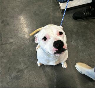 A white dog with black markings on its face is sitting on a grey floor and looking up.