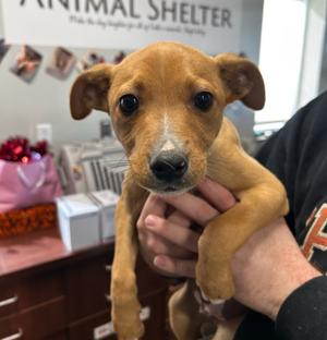 Carter, Terrier, young, available for adoption