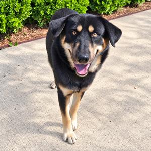 Bentley, Shepherd, adult, available for adoption