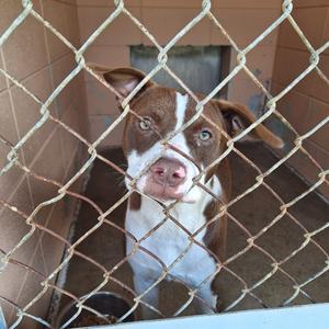 Champ, Pit Bull Terrier, adult, available for adoption