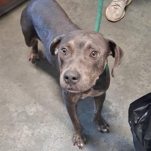 A brown dog with a green leash standing on a concrete floor, looking up at the camera.