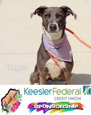 Bayou, Labrador Retriever, adult, available for adoption