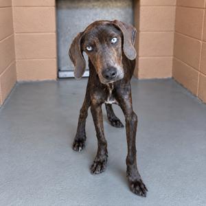 A brown dog with blue eyes standing in a kennel