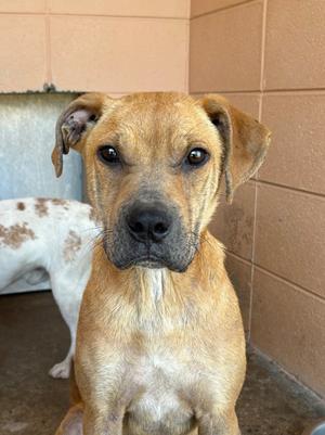 Andy, Pit Bull Terrier, young, available for adoption