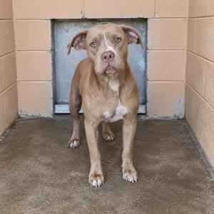 A brown dog with a white chest standing in a shelter kennel.
