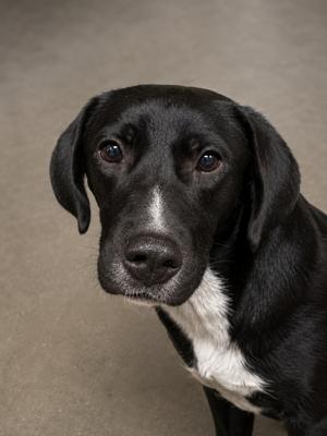Cammi, Labrador Retriever, young, available for adoption