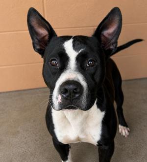 Ace, Pit Bull Terrier, adult, available for adoption