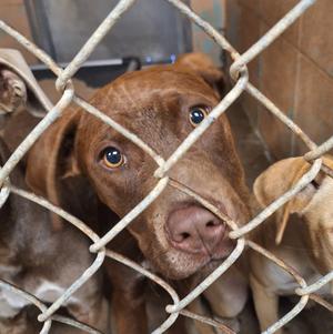 Bob, Labrador Retriever, young, available for adoption