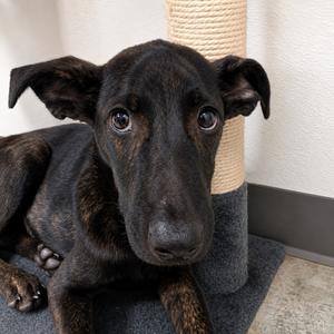 Amelia, Shepherd, young, available for adoption
