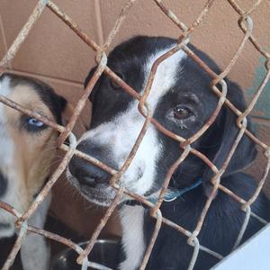 Two dogs behind a chain-link fence