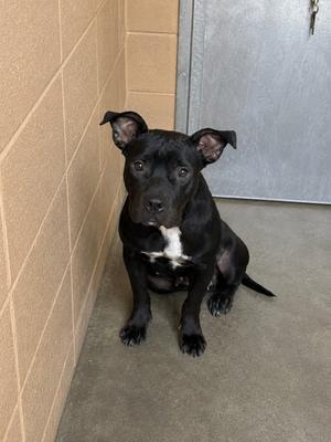 Cash, Pit Bull Terrier, young, available for adoption