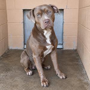 A brown dog with a white chest sitting in a shelter