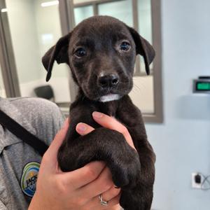 Alec, Labrador Retriever, puppy, available for adoption