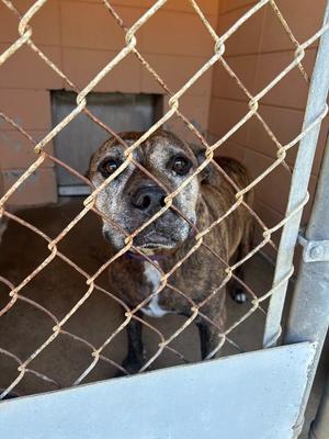 Buddy, Pit Bull Terrier, adult, available for adoption