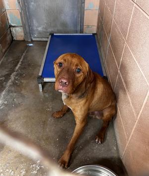Bongo, Pit Bull Terrier, adult, available for adoption
