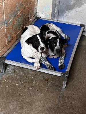 Archer, Pointer/Pit Bull Terrier, young, available for adoption