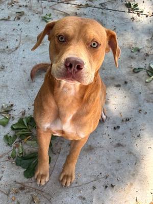 DJ 26-D0497, Pit Bull Terrier Mix, adult, available for adoption