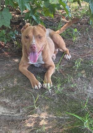 A brown and white dog lying on the ground with its tongue out.