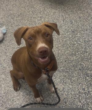 A brown dog with a white muzzle and chest, wearing a black collar and leash, sitting on a gray carpeted floor.