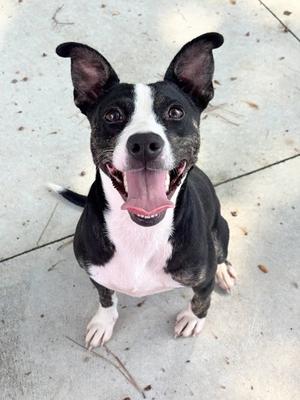 Alani 26-D0431, Pit Bull Terrier Mix, young, available for adoption