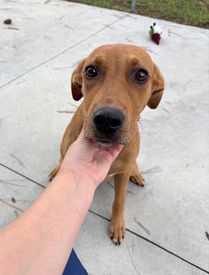 Bogey 26-D0405, Mixed Breed, young, available for adoption
