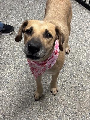 Rainey 26-d0457 HW+, Terrier Mix, adult, available for adoption