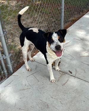Firecracker 26-d0338-HW+, Mixed Breed, adult, available for adoption