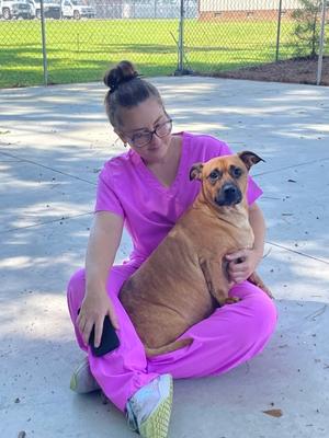 Waddles 26-d0445, Mixed Breed, adult, available for adoption