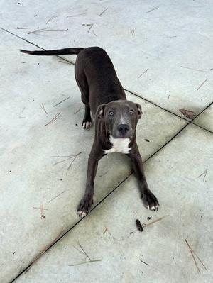 A black dog with a white chest and paws standing on a concrete surface.