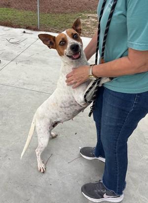 Freckles 26-D0394-HW+, Mixed Breed, adult, available for adoption