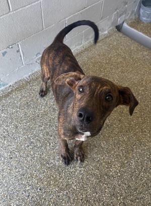 A brown and black brindle dog with floppy ears standing on a concrete floor, looking up at the camera.