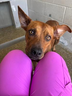 Ellie 26-D0406, Mixed Breed, young, available for adoption