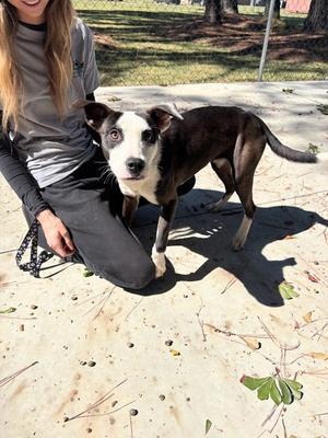 Cleo 26-D0514, Mixed Breed, young, available for adoption