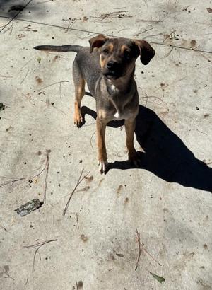 Trixie 26-D0481, Mixed Breed, puppy, available for adoption