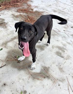 Scuba 26-D0360, Mixed Breed, young, available for adoption