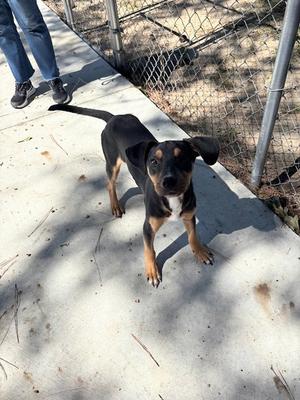 Tip-Toe 26-D0480, Mixed Breed, puppy, available for adoption