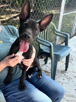 Koko 26-D0494, Mixed Breed, young, available for adoption